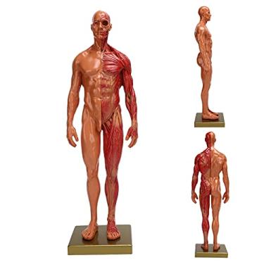 Imagem de Modelo De Corpo Humano, Corpo Anatômico De Esqueleto Humano Modelos Anatômicos Para Proteção Contra Insetos Entusiasta De Fitness, Pêndulo Médico