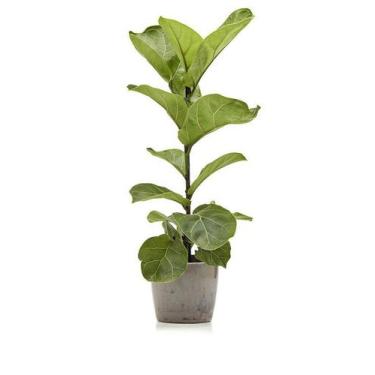 Imagem de Planta natural Mini Ficus Lyrata + Vaso - Mini Plantas