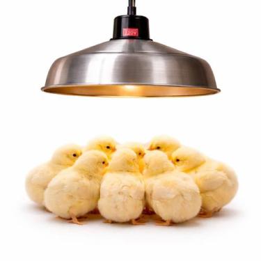 Imagem de campânula aquecedor pintinho resistência blindada - - Resistexx, 220V
