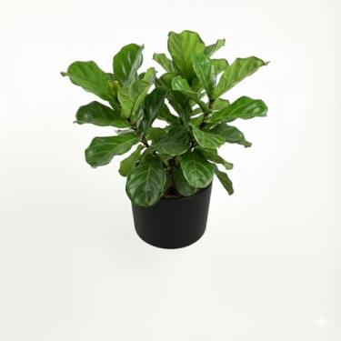 Imagem de Genérico Vaso Quadrado Decorativo para Uso Interno, Médio, Azul, Cimento, Geométrico, Montagem em Parede, para Plantas, 12L x 6P x 11A cm