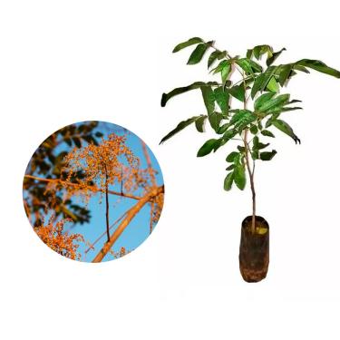 Imagem de AMK Jardinagem e Paisagismo, Muda de Aroeira Verdadeira 20 a 40cm AMK - Plantas Online