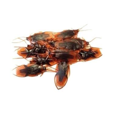 Imagem de Baratas Artificiais Realistas para Decoração de Halloween, 48 unidades