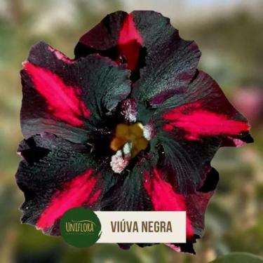 Imagem de Rosa do deserto Viúva Negra - UNIFLORA