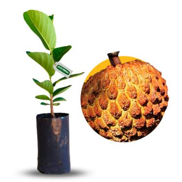 Imagem de Muda de Marolo Araticum do Cerrado