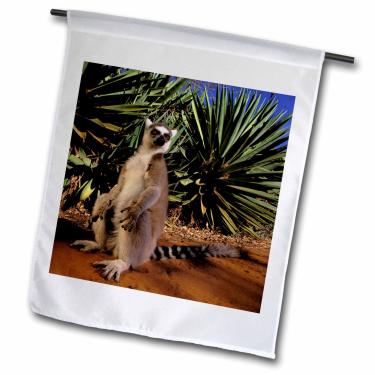 Imagem de 3dRose fl_72886_1 Madagascar, Berenty Private Reserve, Ring-Tailed Lemur-AF24 POX0048-Pete Oxford Bandeira de jardim, 30 x 45 cm