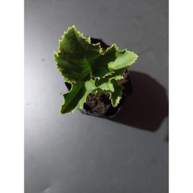 Imagem de Planta Avelã Chilena (Gevuina avellana) 20cm - Lightbek Official Store