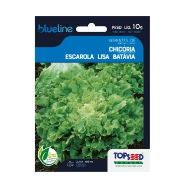 Imagem de Sementes de Chicória Escarola Lisa Batavia, 10g, Para Clima Ameno