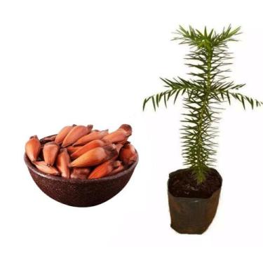 Imagem de Muda de Pinheiro Do Paraná 20 a 40cm AMK - Plantas Online - AMK Jardin