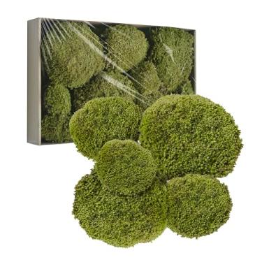 Imagem de TurelinnG Decoração de musgo preservado - musgo de floresta real, musgo para artesanato, flexível para artesanato DIY, casa, parede, terrário, projetos de arte (amarelo verde 2 pés quadrados-01)