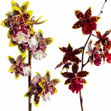 Imagem de Orquídea Exótica Colmanara Já Florindo Com Vaso - docel@r