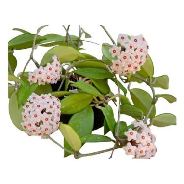Imagem de Flor de cera adulta vaso suspenso cuia 21  - Green house