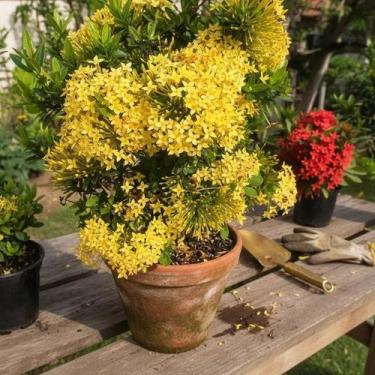 Imagem de Mini Ixora Amarela - Planta Ornamental Compacta - no-brand