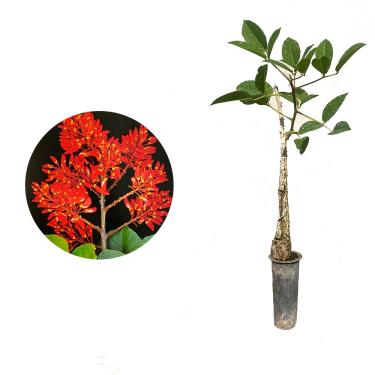 Imagem de Muda de mulungu (Erythrina velutina) 20 a 40cm – planta ornamental, nativa e ideal p/paisagismo e reflorestamento - AMK Jardinagem