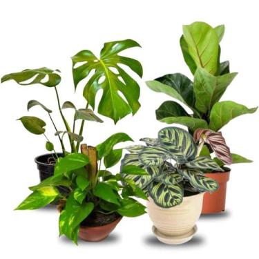 Imagem de Kit Planta Costela de Adão Ficus Jiboia Maranta Makoyama - Verde Garde