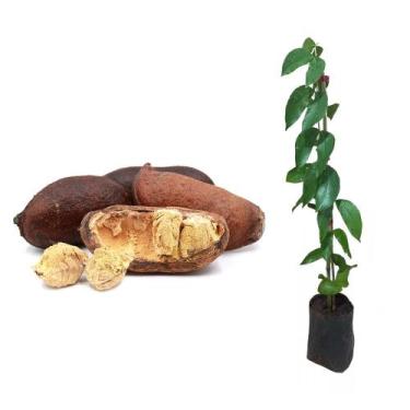 Imagem de Muda De Jatoba altura 20cm a 40cm - AMK - Jardinagem e Paisagismo
