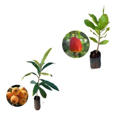 Imagem de Kit 2 Mudas - 1 Nêspera Gigante + 1 Caju Anão Vermelho - AMK - Jardina