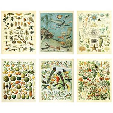Imagem de Meishe Art Pôster vintage impresso biologia ciência botânica frutas flores desabrochando floral decoração de parede peixes criatura do mar profundo animais legumes insetos pássaros raças espécies conjunto de identificação de 6 peças
