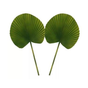 Imagem de Kit Folhagem Folha Latânia 36cm 2 Un. Flores Artificial - La Caza Stor