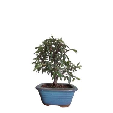 Imagem de Bonsai Caliandra rosa vaso de porcelana - quintal do bonsai 