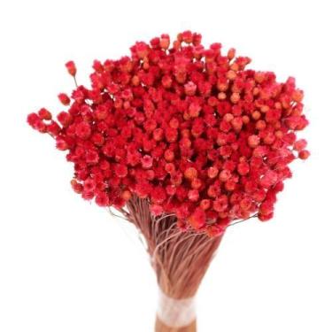 Imagem de Planta Seca Botão Jazida Desidratado Vermelho - Pense Flores