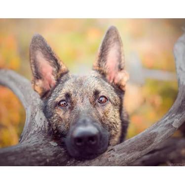 Imagem de VNUIEHG Kit Paint by Numbers para adultos, pastor alemão, fofo, animal de estimação, animal de estimação, sem moldura, faça você mesmo, kit de pintura acrílica para decoração de casa, tela 40,6 x 50,8