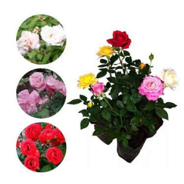 Imagem de Muda de Mini Rosa 20 a 40cm AMK - Plantas Online - Genérico