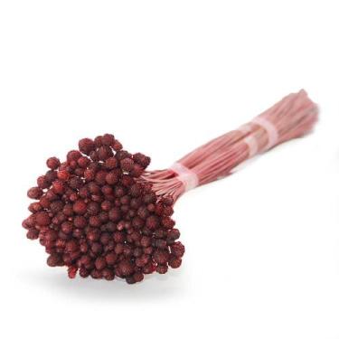 Imagem de Coroinha Vermelho Desidratado - Tem Flores