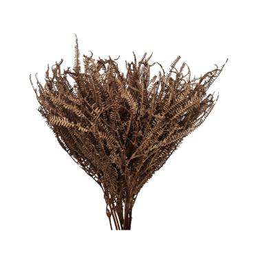 Imagem de Capim Samambaia - Sempre vivas - Natural e Desidratado