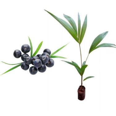 Imagem de Muda de Acai 20 a 40cm AMK - Plantas Online - AMK Jardinagem e Paisagi