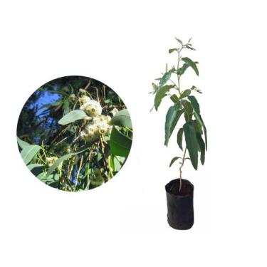 Imagem de Muda de Eucalipto Cheiroso 20 a 40cm AMK - Plantas Online - AMK Jardin