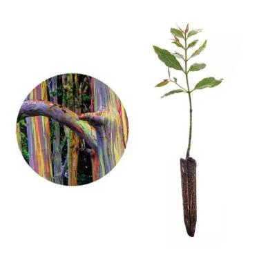 Imagem de Muda de Eucalipto Arco-iris 20 a 40cm AMK - Plantas Online - AMK Jardi