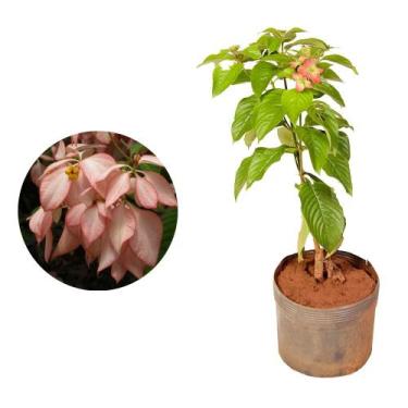 Imagem de Muda de Mussaenda 20 a 40cm AMK - Plantas Online - AMK Jardinagem e Pa