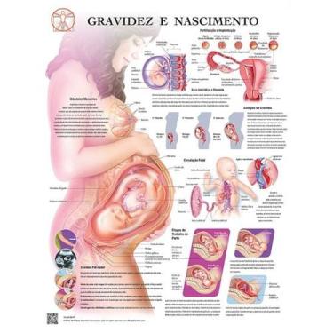 Imagem de Pôster Educativo sobre Gravidez e Nascimento - Body Scientific