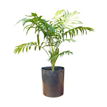 Imagem de Muda de Palmeira Chamaedorea 70cm - Para Vasos e Jardins - Rápido Crescimento