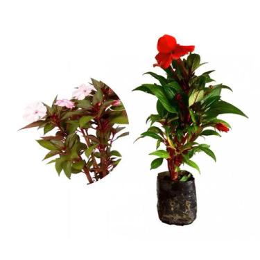Imagem de Muda de Empatiens 20 a 40cm AMK - Plantas Online - AMK Jardinagem e Pa