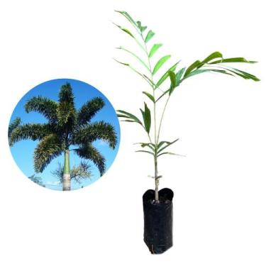 Imagem de Muda de Palmeira Rabo De Raposa 20 a 40cm AMK - Plantas Online - AMK J