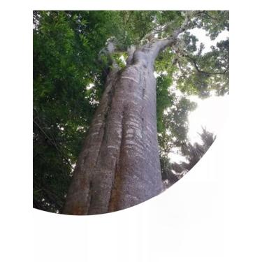 Imagem de Sementes de Pau D'alho Natural, Kit com 100 Gramas, Árvore Nativa Brasileira