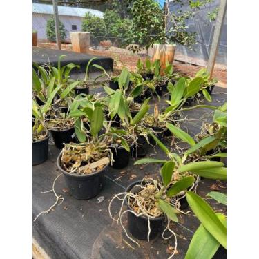 Imagem de Kit 5 Cattleyas Pré Adultas sem Identificação - Jardim com Flores