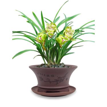 Imagem de Dahlia "Top Virtue is Like Water Zisha Succulent Planter/Plant Flower Pot w. Saucer, Style 11: Dark Brown