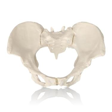 Imagem de JNMFTD Modelo De Pélvis Feminina Em Elástico, Modelo De Esqueleto Pélvico Feminino Em Tamanho Real Com Elástico Anatomia Médica Para Obstetrícia Ginecologia Comunicação Com O Paciente Ortopedia Estu