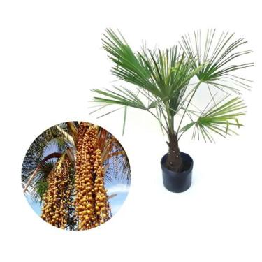 Imagem de Muda de Palmeira Buriti 50 a 80cm AMK - Plantas Online - AMK Jardinage