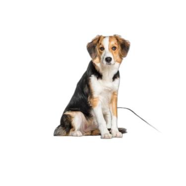 Imagem de Tapetes Higiênicos Pet Lavável Absorvente 4 Un M - 60X80 Cm - Shelby M