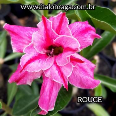 Imagem de 01 Rosa Do Deserto Enxerto Dobrada Rouge - ItaloBragaRD