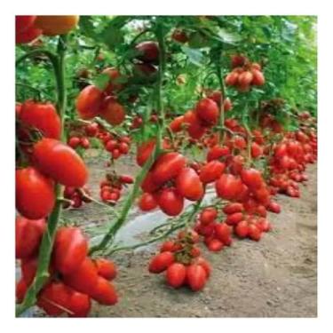 Imagem de Semente De Tomate Roma Italiano Para Molho Tradicional 400mg - Topseed