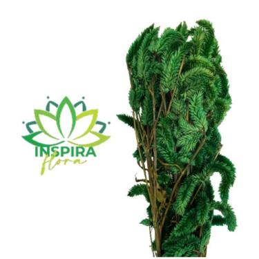 Imagem de Buque Maço Celosia Rabo De Gato Flores Desidratadas - Inspira Flora, V