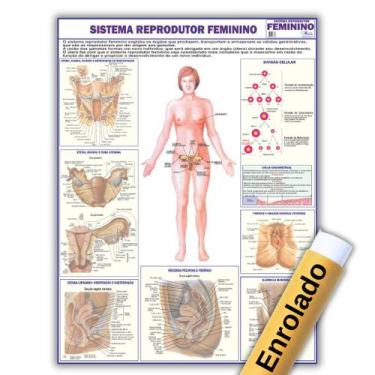 Imagem de Mapa Anatômico Enrolado Do Sistema Reprodutor Feminino 120x90 Cm - Med