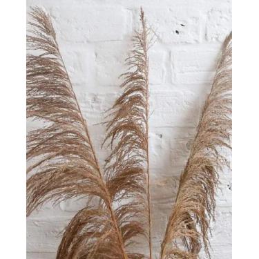 Imagem de Capim Cana Brava (Haste) - Tem Flores