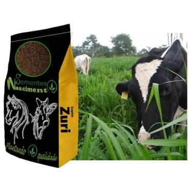 Imagem de 1kg Sementes capim zuri para formar pastagem forte e resistente - Seme