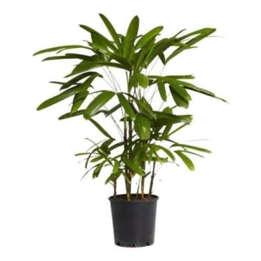 Imagem de Muda De Ráfia Planta Raphis Interna Palmeira Decorativa Natural - Vell
