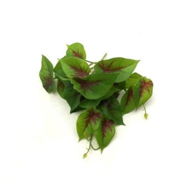 Imagem de Planta Calathea Di0317 - Villaggio Das Flores